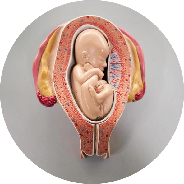 Medicina fetal